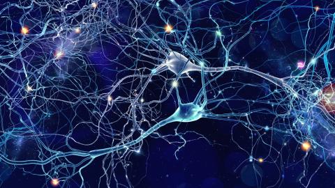 Les cellules humaines ont leurs propres fonctions leur permettant de maintenir l'homéostasie. Les cellules humaines ont leurs propres fonctions leur permettant de maintenir l'homéostasie.