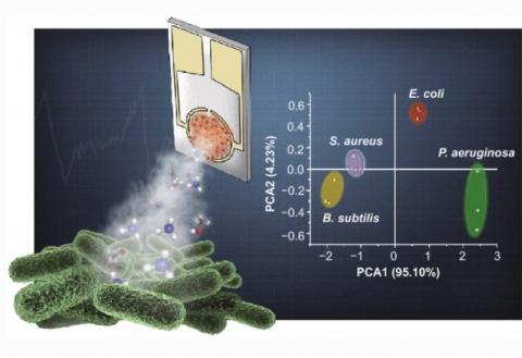 Ce nez artificiel permet une surveillance bactérienne continue y compris à travers les métabolites volatils émis dans l'air (Visuel Nano-Micro Letters). Ce nez artificiel permet une surveillance bactérienne continue y compris à travers les métabolites volatils émis dans l'air (Visuel Nano-Micro Letters).