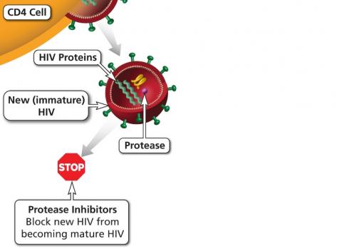 Une thérapie antirétrovirale (TARV) à long terme, avec des inhibiteurs de la protéase pourrait permettre de prévenir l'infection COVID-19 (Schéma NIH) Une thérapie antirétrovirale (TARV) à long terme, avec des inhibiteurs de la protéase pourrait permettre de prévenir l'infection COVID-19 (Schéma NIH).