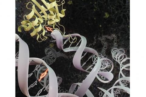 Cibler les cellules cancéreuses avec des niveaux élevés de cette protéine APOBEC3A peut perturber leur réparation et induire un effet anticancéreux (Visuel UCI School of Medicine) Cibler les cellules cancéreuses avec des niveaux élevés de cette protéine APOBEC3A peut perturber leur réparation et induire un effet anticancéreux (Visuel UCI School of Medicine)