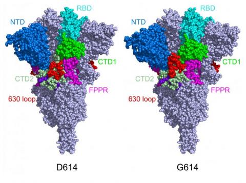 Les « pics » deviennent plus fonctionnels, se lient plus facilement aux récepteurs ACE2 des cellules hôtes, ce qui renforce l’infectiosité du virus (structure de la protéine de pointe dans sa configuration fermée, dans sa forme d'origine (à gauche) et sa forme mutante (à droite)). (Visuel Bing Chen, PhD, Boston Children's Hospital) Les « pics » deviennent plus fonctionnels, se lient plus facilement aux récepteurs ACE2 des cellules hôtes, ce qui renforce l’infectiosité du virus (structure de la protéine de pointe dans sa configuration fermée, dans sa forme d'origine (à gauche) et sa forme mutante (à droite)). (Visuel Bing Chen, PhD, Boston Children's Hospital)
