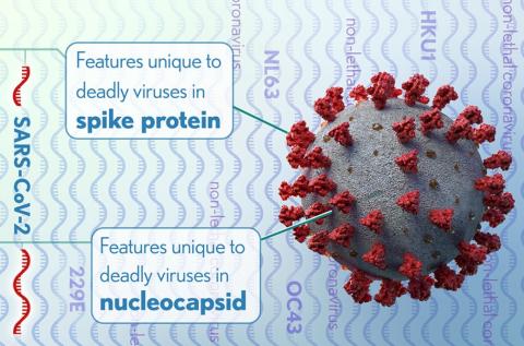 La protéine de pointe du SRAS-CoV-2 peut agir comme un « superantigène », poussant le système immunitaire à se suractiver, comme en cas de choc toxique (Visuel NIH) La protéine de pointe du SRAS-CoV-2 peut agir comme un « superantigène », poussant le système immunitaire à se suractiver, comme en cas de choc toxique (Visuel NIH)