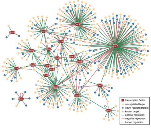 Décrypter le mécanisme régulateur de la « supervirulence » de certaines souches de Pseudomonas aeruginosa, c'est identifier de nouvelles cibles pour de nouveaux antibiotiques Décrypter le mécanisme régulateur de la « supervirulence » de certaines souches de Pseudomonas aeruginosa, c'est identifier de nouvelles cibles pour de nouveaux antibiotiques.