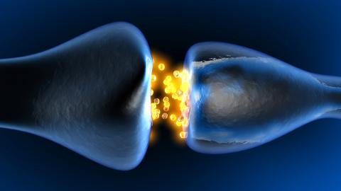 La rapamycine inverse la perte de synapses et la réduction du débit sanguin cérébral associées au vieillissement. La rapamycine inverse la perte de synapses et la réduction du débit sanguin cérébral associées au vieillissement.