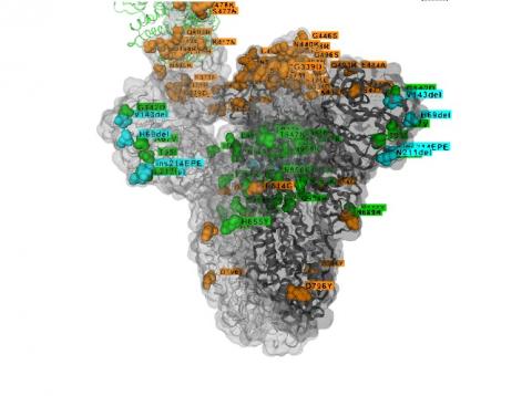 3D Structure of Spike with Amino Acid Changes (GISAID) 3D Structure of Spike with Amino Acid Changes (GISAID)