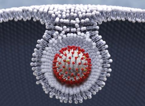Le COVID-19 s’alimente de la graisse des cellules hôtes de notre corps pour mieux alimenter sa prise de contrôle virale (Illustration by Michael Perkins | Pacific Northwest National Laboratory) Le COVID-19 s’alimente de la graisse des cellules hôtes de notre corps pour mieux alimenter sa prise de contrôle virale (Illustration by Michael Perkins | Pacific Northwest National Laboratory)