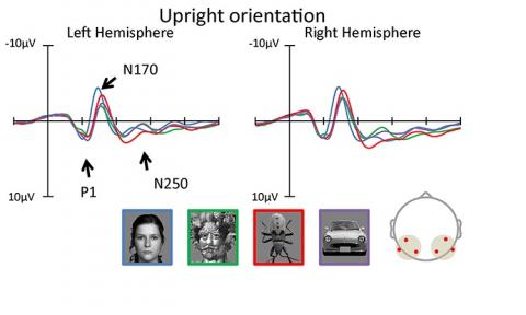 Cette ressemblance d’un objet avec un visage est un type de paréidolie ou phénomène de perception d'un objet intrinsèquement insignifiant tel qu'un motif, un paysage ou un objet comme un autre objet ayant un sens. Cette ressemblance d’un objet avec un visage est un type de paréidolie ou phénomène de perception d'un objet intrinsèquement insignifiant tel qu'un motif, un paysage ou un objet comme un autre objet ayant un sens.