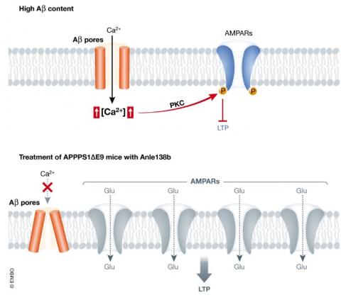 Cette petite molécule réduit la perte de mémoire en bloquant directement les fuites des membranes nerveuses Cette petite molécule, appelée anle138b, semble eCette petite molécule réduit la perte de mémoire en bloquant directement les fuites des membranes nerveuses