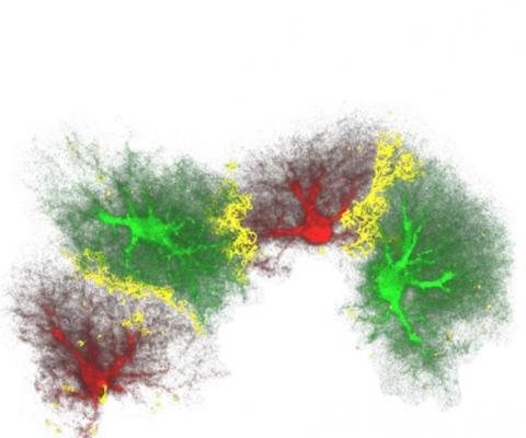 Les astrocytes, ces cellules en forme d'étoile du cerveau, jouent un rôle de tout premier plan dans la mémoire à long terme Les astrocytes, ces cellules en forme d'étoile du cerveau, jouent un rôle de tout premier plan dans la mémoire à long terme