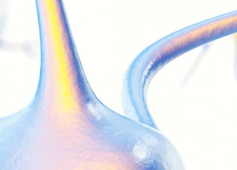 Dans le cerveau, les vaisseaux sanguins sont entourés par des cellules appelées astrocytes (Visuel du haut). Ces cellules ont des prolongations qui entourent les artères et les veines tel « un réseau de tuyauterie » (Visuel Adobe Stock 121451850) Dans le cerveau, les vaisseaux sanguins sont entourés par des cellules appelées astrocytes (Visuel du haut). Ces cellules ont des prolongations qui entourent les artères et les veines tel « un réseau de tuyauterie » (Visuel Adobe Stock 121451850)