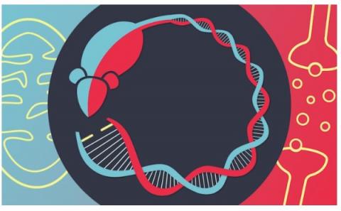 Environ 20% des patients atteints d'une maladie mitochondriale présentent également un trouble bipolaire, une maladie psychiatrique majeure caractérisée par des épisodes maniaques et dépressifs. Environ 20% des patients atteints d'une maladie mitochondriale présentent également un trouble bipolaire, une maladie psychiatrique majeure caractérisée par des épisodes maniaques et dépressifs.