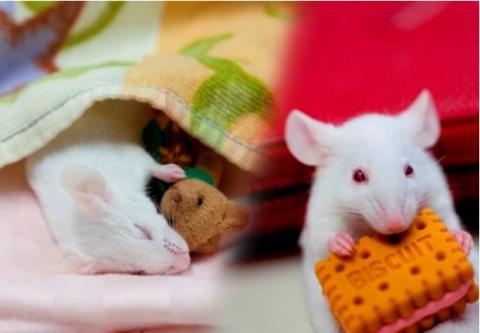 Les personnes atteintes de troubles du comportement en sommeil paradoxal, au lieu d'être immobiles pendant la phase du sommeil paradoxal, conservent une activité musculaire et peuvent aller jusqu’à se lever ou crier (Visuel University of Tsukuba). Les personnes atteintes de troubles du comportement en sommeil paradoxal, au lieu d'être immobiles pendant la phase du sommeil paradoxal, conservent une activité musculaire et peuvent aller jusqu’à se lever ou crier (Visuel University of Tsukuba).