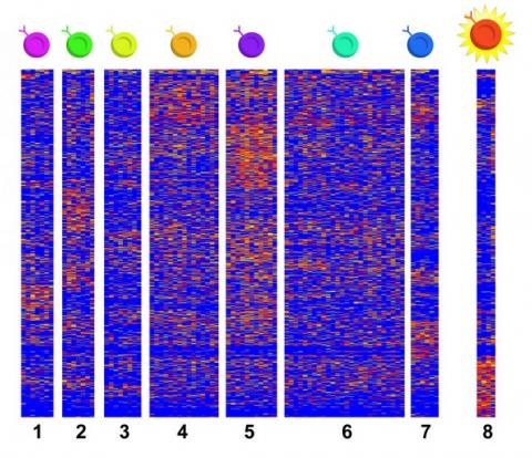 Il s'agit de la première étude à utiliser le séquençage d'ARN monocellulaire pour recueillir des données de cellules se cachant dans des tissus affectés par l'EoE. Il s'agit de la première étude à utiliser le séquençage d'ARN monocellulaire pour recueillir des données de cellules se cachant dans des tissus affectés par l'EoE.
