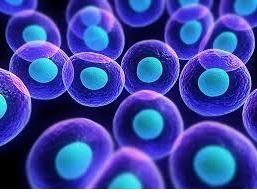 Les chercheurs découvrent « TERRA », une espèce d'ARN qui s'accumule spécifiquement aux extrémités des télomères en état critique et signale à la cellule que ces télomères doivent être réparés Les chercheurs découvrent « TERRA », une espèce d'ARN qui s'accumule spécifiquement aux extrémités des télomères en état critique et signale à la cellule que ces télomères doivent être réparés