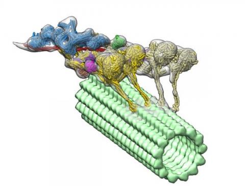 Ils obtiennent la première visualisation en 3D du complexe dynéine-dynactine qui délivre sa cargaison de molécules, aux cellules Ils obtiennent la première visualisation en 3D du complexe dynéine-dynactine qui délivre sa cargaison de molécules, aux cellules