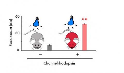 Une zone du cerveau associée à la motivation et au plaisir, le noyau accumbens, peut également contrôler le sommeil. Une zone du cerveau associée à la motivation et au plaisir, le noyau accumbens, peut également contrôler le sommeil.