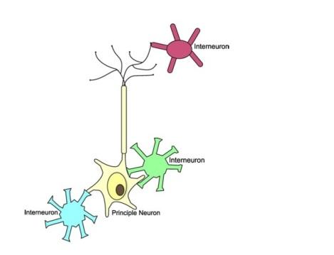 Les interneurones relient des neurones individuels ensemble dans des réseaux complexes font en effet, très probablement, toute la différence entre un cerveau humain et un cerveau de n'importe quelle autre espèce. Les interneurones relient des neurones individuels ensemble dans des réseaux complexes font en effet, très probablement, toute la différence entre un cerveau humain et un cerveau de n'importe quelle autre espèce.