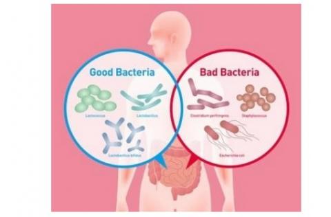 Mais quels sont les secrets d’un super microbiote et d’un « super-donneur » ? Mais quels sont les secrets d’un super microbiote et d’un « super-donneur » ?
