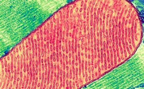 Le blocage du cycle naturel de cicatrisation serait induit par le dysfonctionnement de deux principaux agents : les mitochondries, ces centrales cellulaires énergétiques et les métabokines Le blocage du cycle naturel de cicatrisation serait induit par le dysfonctionnement de deux principaux agents : les mitochondries, ces centrales cellulaires énergétiques et les métabokines
