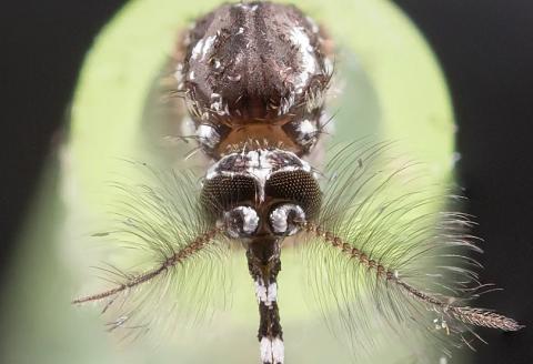 Des appareils auditifs de nouvelle génération pourraient utiliser comme ces insectes,« des poils fins » capables de détecter la vitesse des particules d'air lorsqu'elles sont bousculées par les ondes sonores et de les traduire en données sonores. Des appareils auditifs de nouvelle génération pourraient utiliser comme ces insectes,« des poils fins » capables de détecter la vitesse des particules d'air lorsqu'elles sont bousculées par les ondes sonores et de les traduire en données sonores.