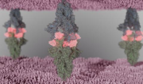 Le nanocorps « Fu2 » ou nanobody Fu2 se lie au pic viral (Visuel Hrishikesh Das et Martin Hällberg) Le nanocorps « Fu2 » ou nanobody Fu2 se lie au pic viral (Visuel Hrishikesh Das et Martin Hällberg)