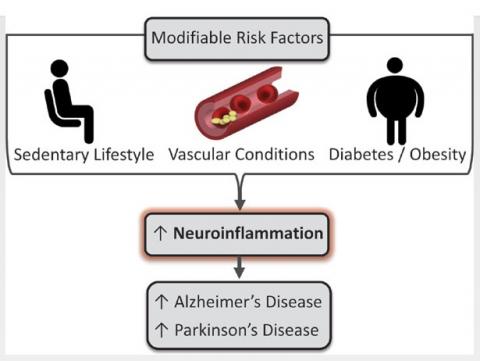 L'épidémie de maladies neurodégénératives pourrait être mieux contrôlée par la pratique généralisée, même à l’âge avancé, d’un exercice physique régulier et adapté. L'épidémie de maladies neurodégénératives pourrait être mieux contrôlée par la pratique généralisée, même à l’âge avancé, d’un exercice physique régulier et adapté.