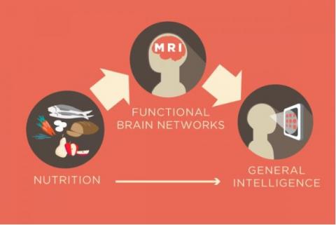 Il s'agit de mieux comprendre comment la nutrition peut influencer l'organisation fonctionnelle du cerveau humain Il s'agit de mieux comprendre comment la nutrition peut influencer l'organisation fonctionnelle du cerveau humain