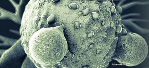 HIPP cible CtBP déclenche le développement de cellules souches cancéreuses, qui sont à l’origine des polypes HIPP cible CtBP déclenche le développement de cellules souches cancéreuses, qui sont à l’origine des polypes