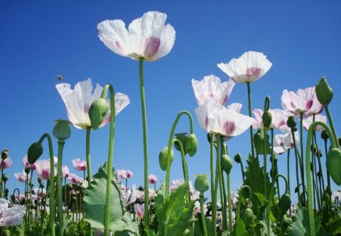 En décryptant à plus de 70% le code ADN du génome du pavot à opium , ces scientifiques apportent une véritable feuille de route pour le développement de nouveaux composés pharmaceutiques pour le soulagement de la douleur En décryptant à plus de 70% le code ADN du génome du pavot à opium , ces scientifiques apportent une véritable feuille de route pour le développement de nouveaux composés pharmaceutiques pour le soulagement de la douleur