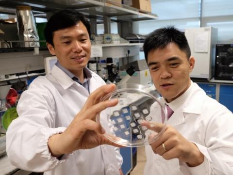 L’approche combine une nouvelle façon de délivrer, via un patch de micro-aiguille, des médicaments déjà connus pour transformer les graisses blanches stockant de l'énergie en graisse brune énergétique. L’approche combine une nouvelle façon de délivrer, via un patch de micro-aiguille, des médicaments déjà connus pour transformer les graisses blanches stockant de l'énergie en graisse brune énergétique.