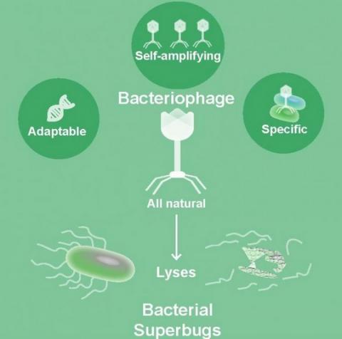 Les phages sont-ils notre meilleur espoir contre les bactéries résistantes aux antibiotiques ? Les phages sont-ils notre meilleur espoir contre les bactéries résistantes aux antibiotiques ?