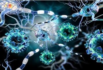 La molécule présente une forte capacité anti-inflammatoire et réparatrice et pourrait permettre de répondre très rapidement après une crise cardiaque ou une blessure cutanée, avec un effet cicatrisant au niveau de la lésion ou de la plaie et protecteur au niveau des tissus sains péri-lésionnels La molécule présente une forte capacité anti-inflammatoire et réparatrice et pourrait permettre de répondre très rapidement après une crise cardiaque ou une blessure cutanée, avec un effet cicatrisant au niveau de la lésion ou de la plaie et protecteur au niveau des tissus sains péri-lésionnels