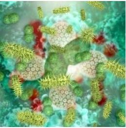 Ce sont des « nano-enzymes », ou des enzymes artificielles, activées par la lumière et programmées pour tuer les bactéries. Ce sont des « nano-enzymes », ou des enzymes artificielles, activées par la lumière et programmées pour tuer les bactéries.