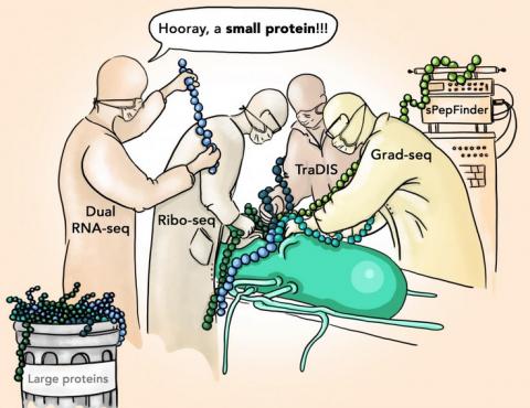 La découverte de nouvelles petites protéines de la salmonelle, susceptibles de jouer un rôle crucial dans l'infection, va permettre de développer des traitements plus efficaces (Illustration Sandy Westermann / SCIGRAPHIX). La découverte de nouvelles petites protéines de la salmonelle, susceptibles de jouer un rôle crucial dans l'infection, va permettre de développer des traitements plus efficaces (Illustration Sandy Westermann / SCIGRAPHIX).