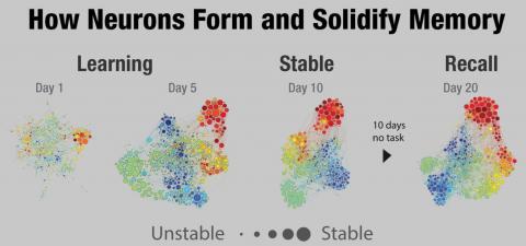 Les souvenirs « forts » ont été codés par plusieurs équipes de neurones qui travaillent ensemble de manière synchrone Les souvenirs « forts » ont été codés par plusieurs équipes de neurones qui travaillent ensemble de manière synchrone