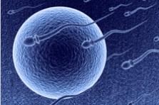EP055 va se lier aux protéines des spermatozoïdes pour ralentir leur mobilité EP055 va se lier aux protéines des spermatozoïdes pour ralentir leur mobilité