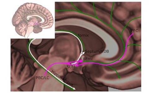 C’est un nouveau « nœud » de l’éveil qui vient d’être localisé, par cette équipe de l’Emory University, dans le cerveau et précisément dans la zone du noyau supramammillaire (SUM), situé dans l'hypothalamus. C’est un nouveau « nœud » de l’éveil qui vient d’être localisé, par cette équipe de l’Emory University, dans le cerveau et précisément dans la zone du noyau supramammillaire (SUM), situé dans l'hypothalamus.