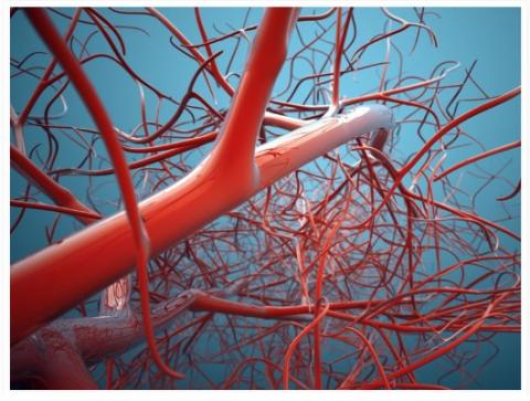 carriage Career representative MALADIE CARDIOVASCULAIRE : Cibler une protéine unique pourrait être la clé thérapeutique | santé log carriage Career representative MALADIE CARDIOVASCULAIRE : Cibler une protéine unique pourrait être la clé thérapeutique | santé log