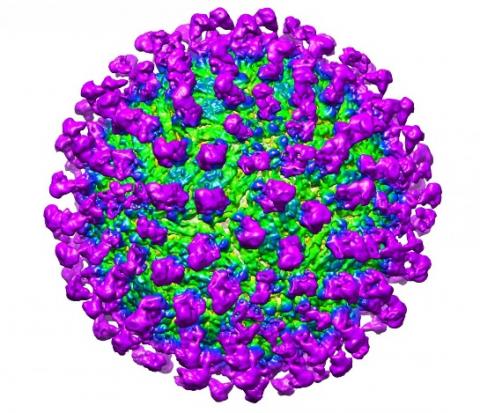 Car le virus Zika présente une précieuse capacité, celle de pénétrer par le sang dans le cerveau Car le virus Zika présente une précieuse capacité, celle de pénétrer par le sang dans le cerveau