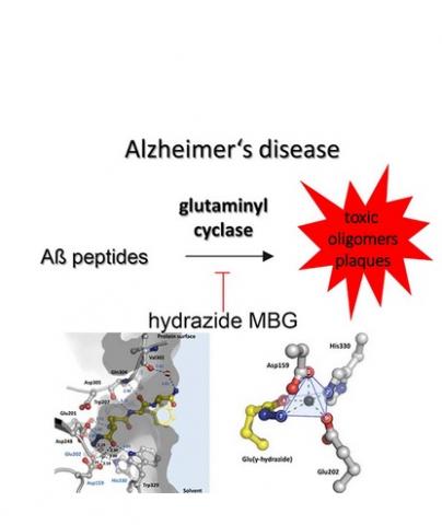 Cette enzyme spécifique, le glutaminyl cyclase, qui fait partie du métabolisme hormonal du cerveau humain, joue un rôle physiopathologique essentiel dans le développement de la maladie d'Alzheimer