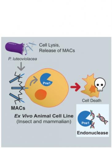 Les MAC (Metamorphosis Associated Contractile structure) ciblent des cellules eucaryotes Les MAC (Metamorphosis Associated Contractile structure) ciblent des cellules eucaryotes
