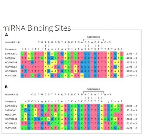 6 coronavirus humains sur 7 présentent des sites de liaison à des miARNs des cellules hôtes et ces liaisons permettent de retarder la réponse immunitaire de l’hôte (Visuel @Nersisyan, et. Al.)