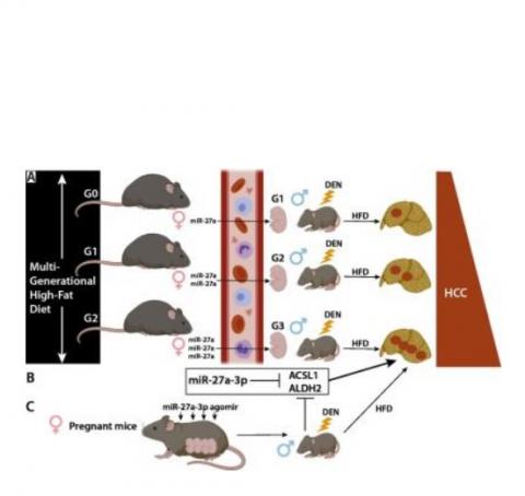 Le mi-ARN réprime l'expression de 2 protéines, Acsl1 le et Aldh2, ce qui accroît le risque de cancer. 