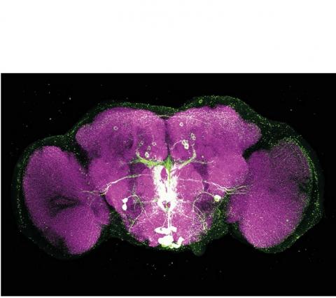 La dopamine augmente l'activité du réseau( en blanc) soit la motivation, l'octopamine (en vert) au contraire réduit la volonté de faire un effort.