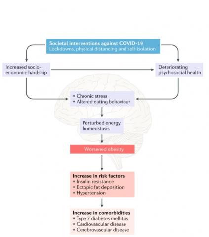 Visuel Nature Reviews Endocrinology