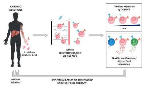 Une première preuve du concept de conception de cellules T ciblant le coronavirus responsable du SRAS est ici apportée par l’équipe de la Duke 