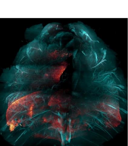 Visualisation d'une poitrine entière de souris après une infection par le SRAS-CoV-2 - protéine virale en rouge et structures tissulaires (poumon, vaisseau sanguin, os) en bleu (Visuel Scripps Research)