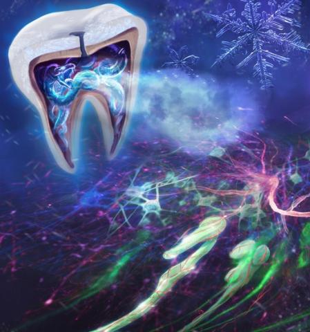 Les odontoblastes contenant le canal ionique TRPC5 (vert) situés juste à la limite entre la pulpe et la dentine dans la molaire transmettent des signaux de douleur en cas d’exposition au froid (Visuel L. Bernal et al./Science Advances 2021) 