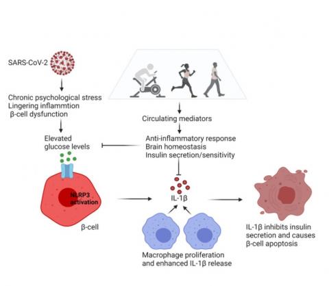 Le développement de l'hyperglycémie résulte ainsi de la perturbation de L'homéostasie métabolique immunitaire induite par le COVID-19(Schéma Dr. Candida Rebello)