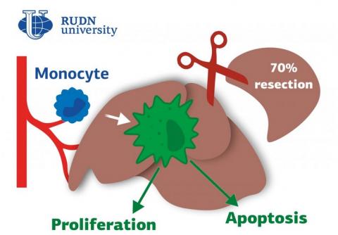 ABLATION du FOIE : Comment les macrophages favorisent sa repousse ...